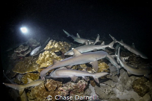 "Swarm"
White Tip Reef Sharks on the hunt. by Chase Darnell 